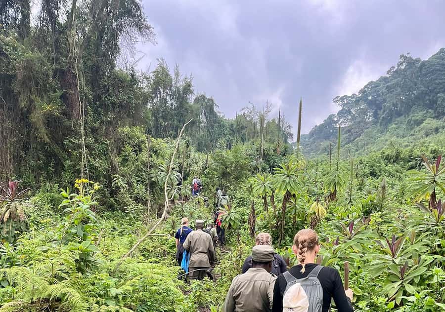 From Kigali: Bisoke Summit Trek, Crater Lake 1 Day Safari - Why Mount Bisoke is worth the effort