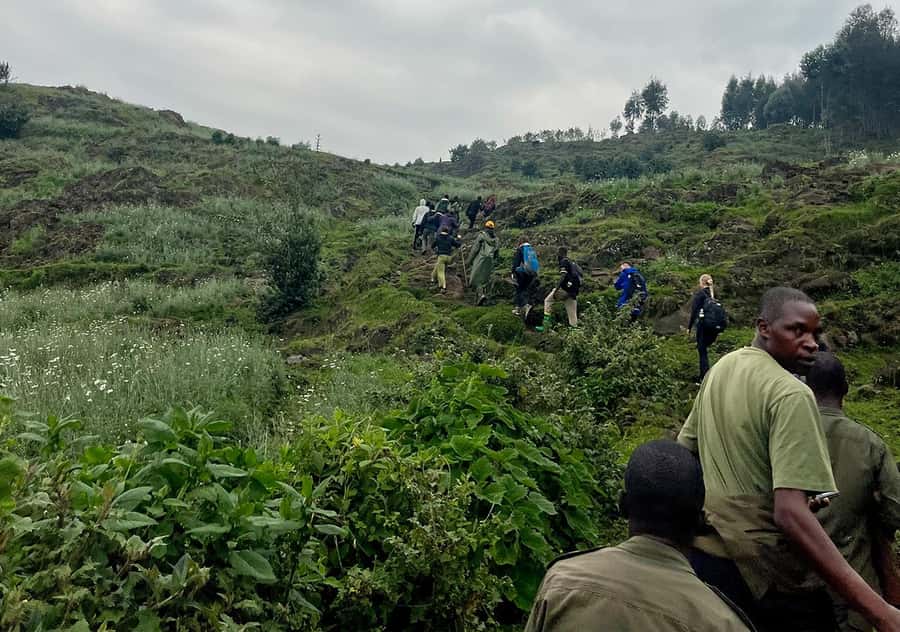 From Kigali: Bisoke Summit Trek, Crater Lake 1 Day Safari - Giant heather and the volcanic upper slopes