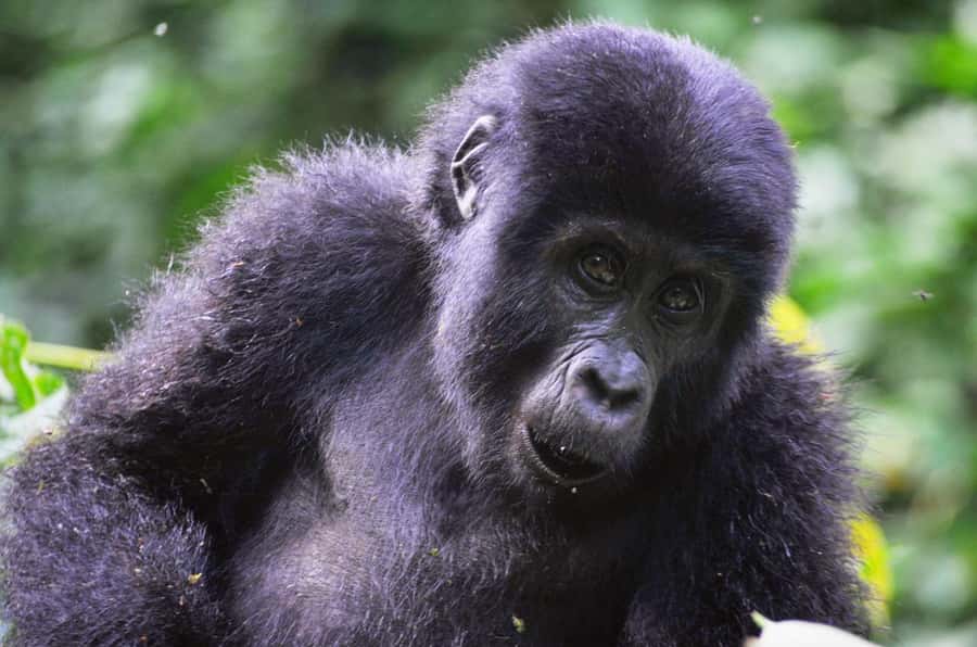 From Kigali: Volcanoes National Park Gorilla Trek with Lunch - Briefing and Gorilla Group Assignment