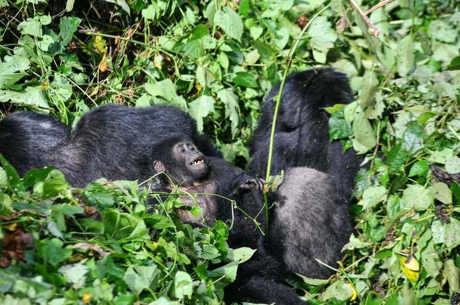 From Kigali: Volcanoes National Park Gorilla Trek with Lunch - Practical Details Before You Commit