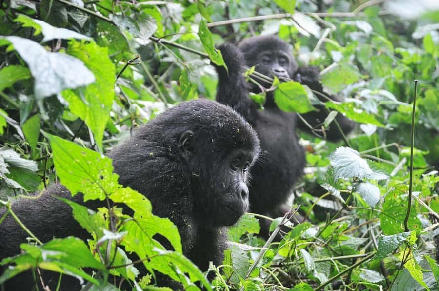 From Kigali: Volcanoes National Park Gorilla Trek with Lunch - FAQ