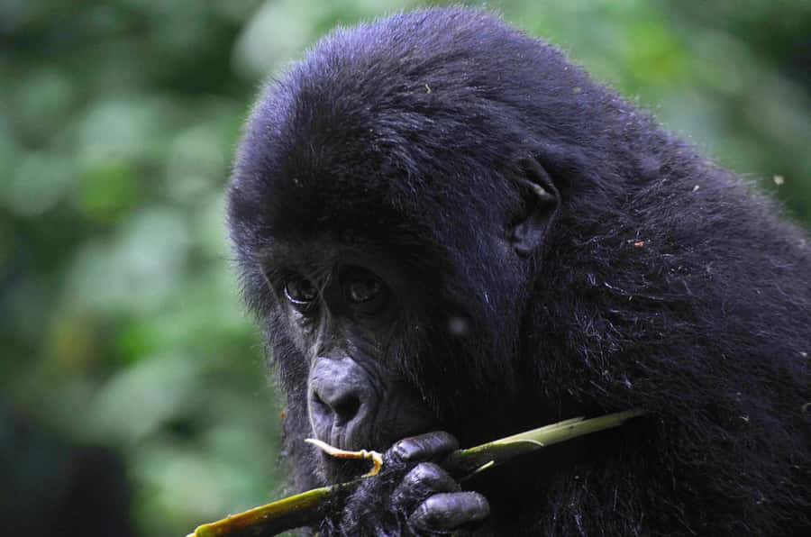 From Kigali: Volcanoes National Park Gorilla Trek with Lunch - Walking Into Volcanoes National Park