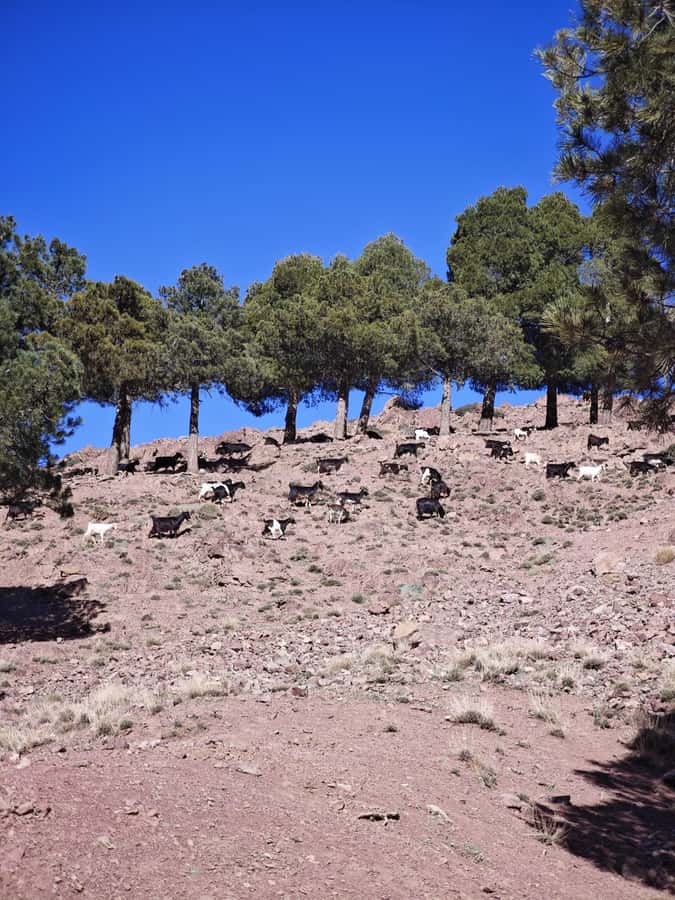 From Marrakech: Aourirt N’ouassif Summit Day Hike & Trek - Walking through Targa Imoula and Tamatert