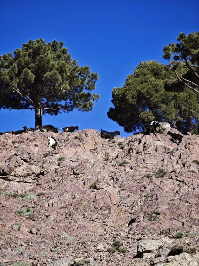 From Marrakech: Aourirt N’ouassif Summit Day Hike & Trek - Picnic lunch and Moroccan mint tea
