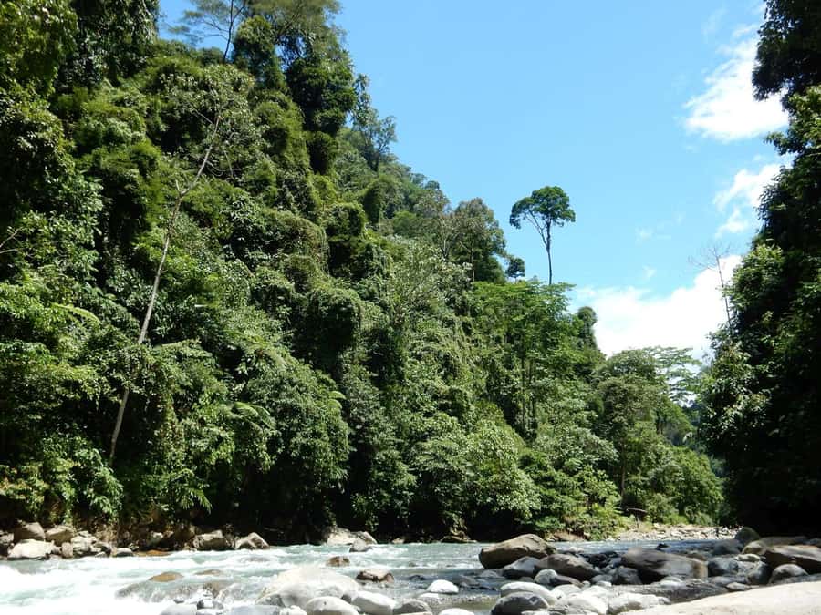 From Medan: 4 day tour to Bukit Lawang incl. jungle trek - Key points to know before booking