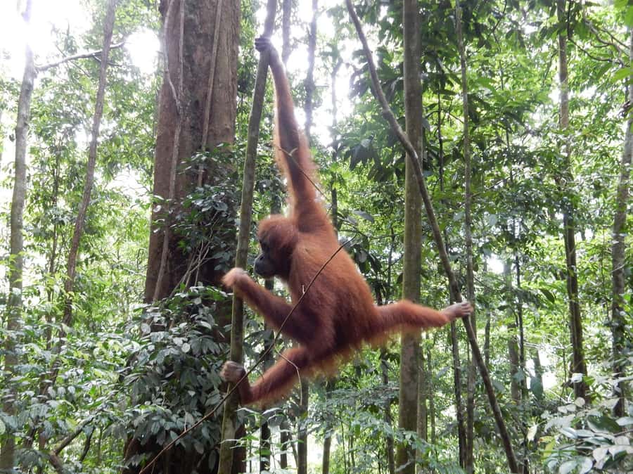 From Medan: 4 day tour to Bukit Lawang incl. jungle trek - Who should book this four-day trip?