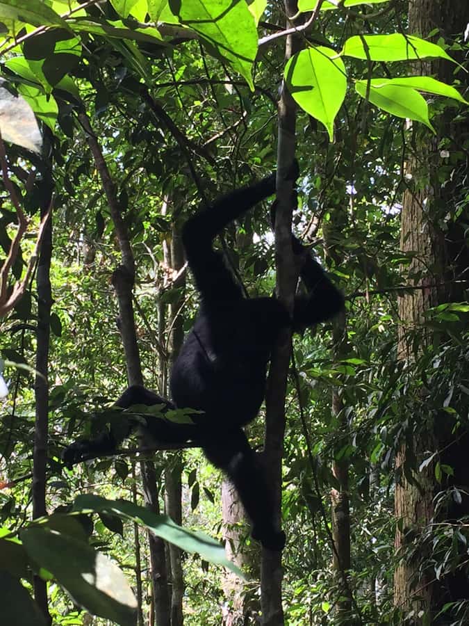 From Medan: 4 day tour to Bukit Lawang incl. jungle trek - From Medan to Bukit Lawang by private car
