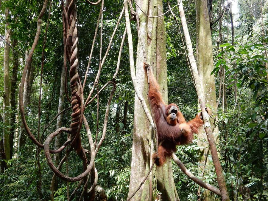 From Medan: 4 day tour to Bukit Lawang incl. jungle trek - Six to eight hours on an untamed jungle path