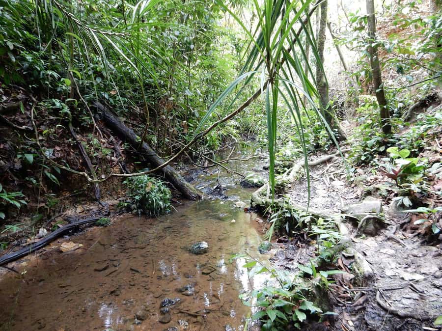 From Medan: 4 day tour to Bukit Lawang incl. jungle trek - Orangutans and other wildlife in the forest