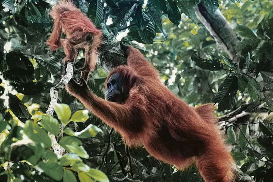 From Medan : Jungle Trekking for Orang Utan at Mount Leuser - Why this rainforest trek is worth considering