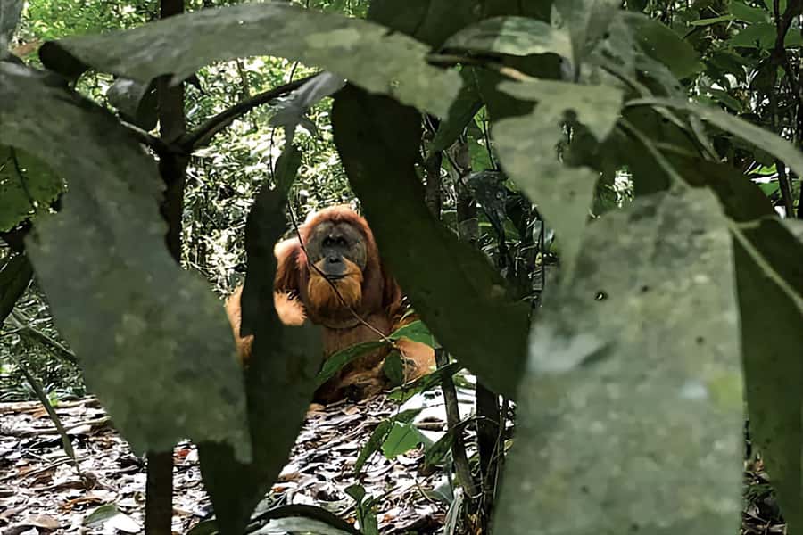 From Medan : Jungle Trekking for Orang Utan at Mount Leuser - Following natural paths beneath the trees