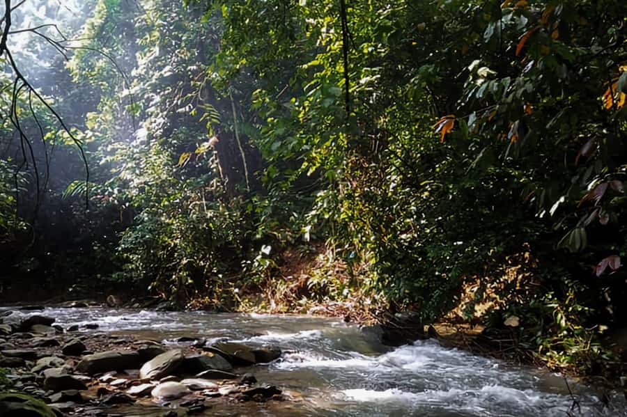 From Medan : Jungle Trekking for Orang Utan at Mount Leuser - More than orangutans: monkeys, birds, and plants
