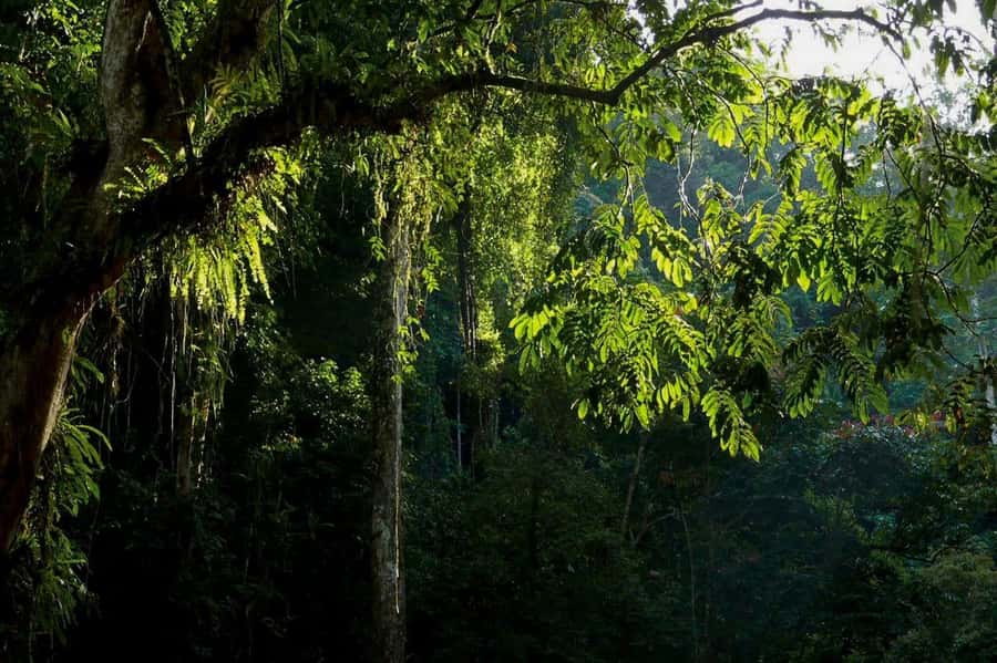 From Medan : Jungle Trekking for Orang Utan at Mount Leuser - Lunch in the jungle and what is included