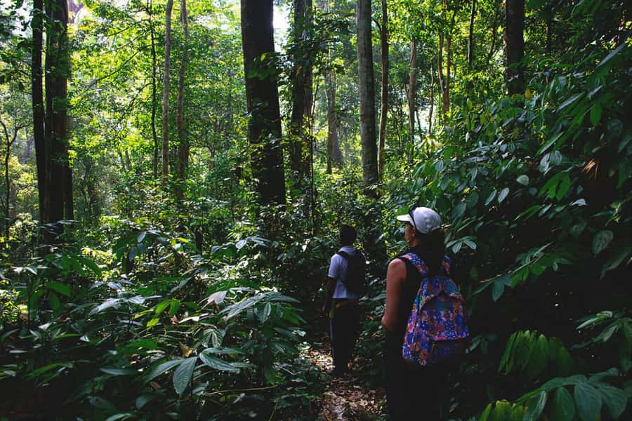 From Medan : Jungle Trekking for Orang Utan at Mount Leuser - Starting near Bukit Lawang