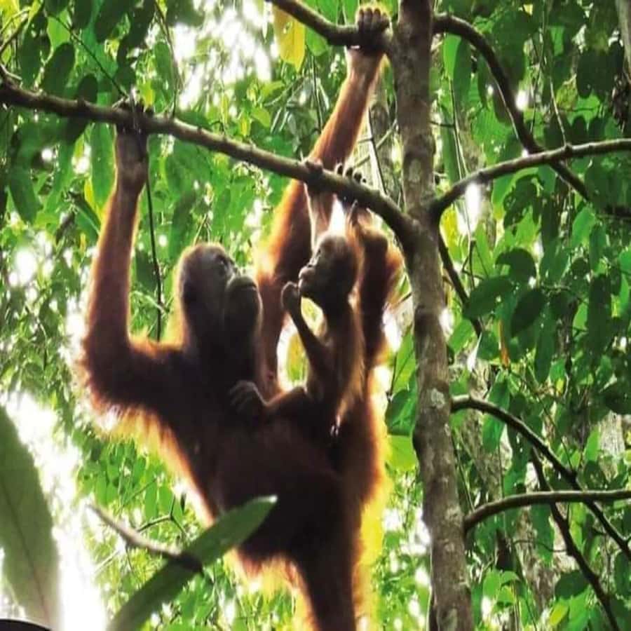 From Medan: Magnificent View & Jungle Trekking in Sumatra - Key points to know before you go