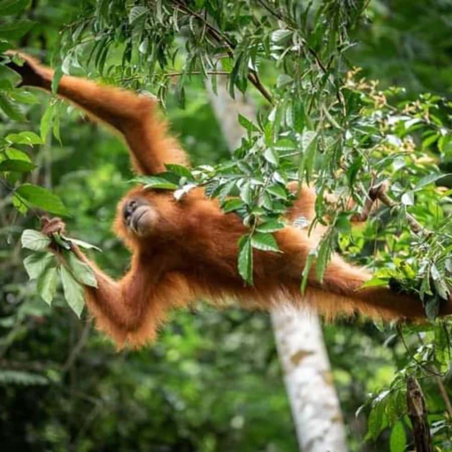 From Medan: Magnificent View & Jungle Trekking in Sumatra - From Kualanamu Airport to Bukit Lawang