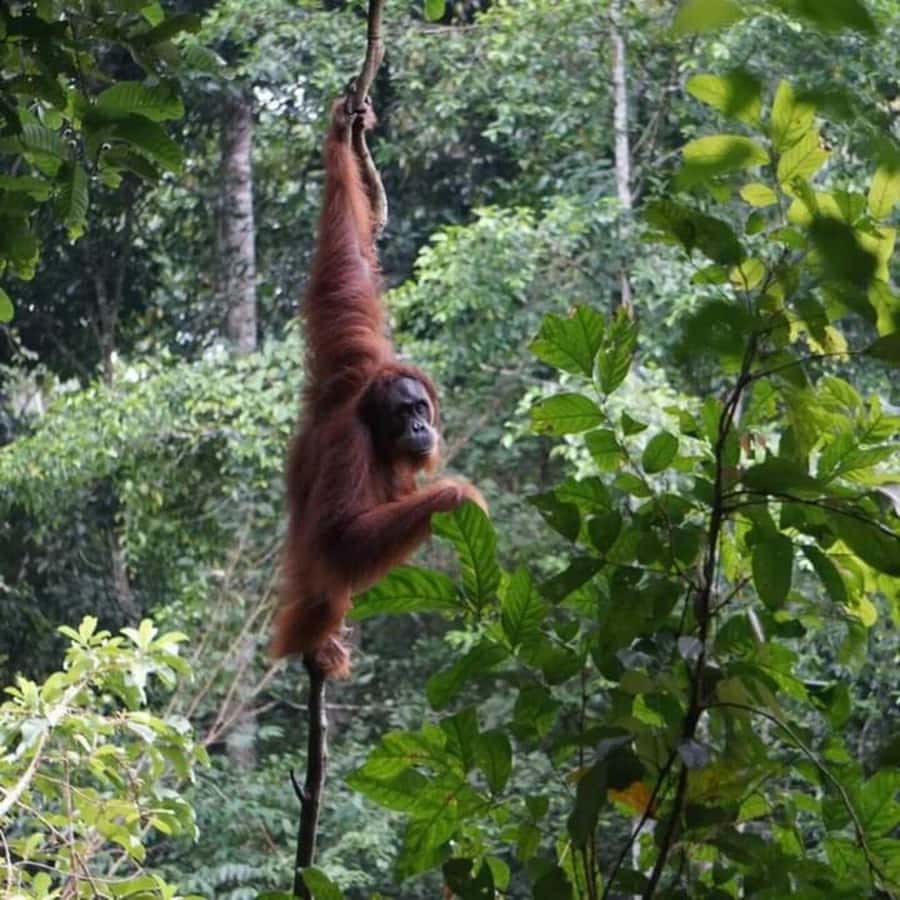 From Medan: Magnificent View & Jungle Trekking in Sumatra - Day one: arrival, orientation, and the first forest walk