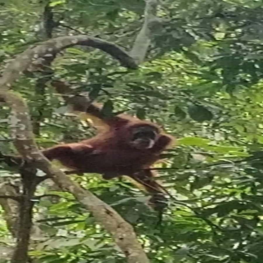 From Medan: Magnificent View & Jungle Trekking in Sumatra - Sleeping in the rainforest