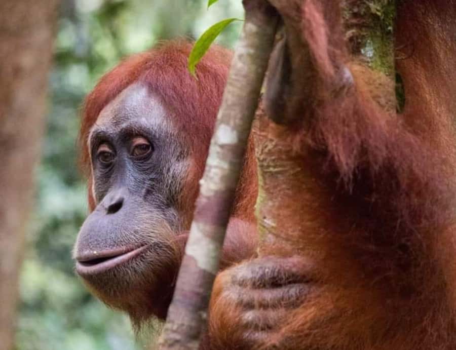 From Medan: Magnificent View & Jungle Trekking in Sumatra - The value of $287 per person