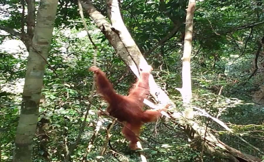 From Medan: Magnificent View & Jungle Trekking in Sumatra - Who will enjoy this trip most