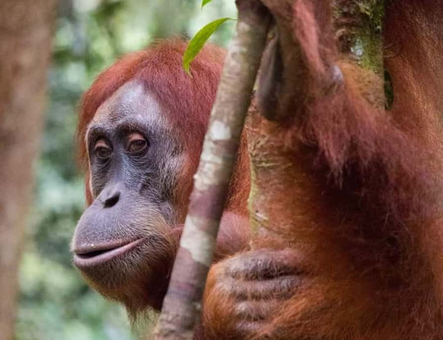 From Medan: Magnificent View & Jungle Trekking in Sumatra - What the Mount Leuser jungle means for your trip