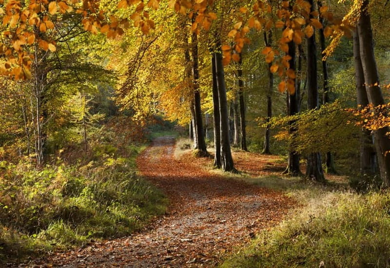 From Newcastle: Game of Thrones Tollymore Forest Trek - Why Tollymore makes a fine Game of Thrones setting