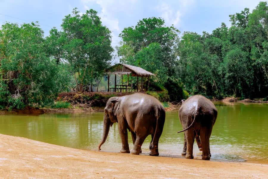 From Phuket: Ethical Elephant Interactive Trek and Tour - Key points to know before you book