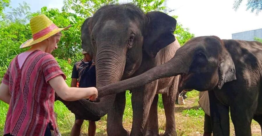 From Phuket: Ethical Elephant Interactive Trek and Tour - Final photos, fruit, and the ride back