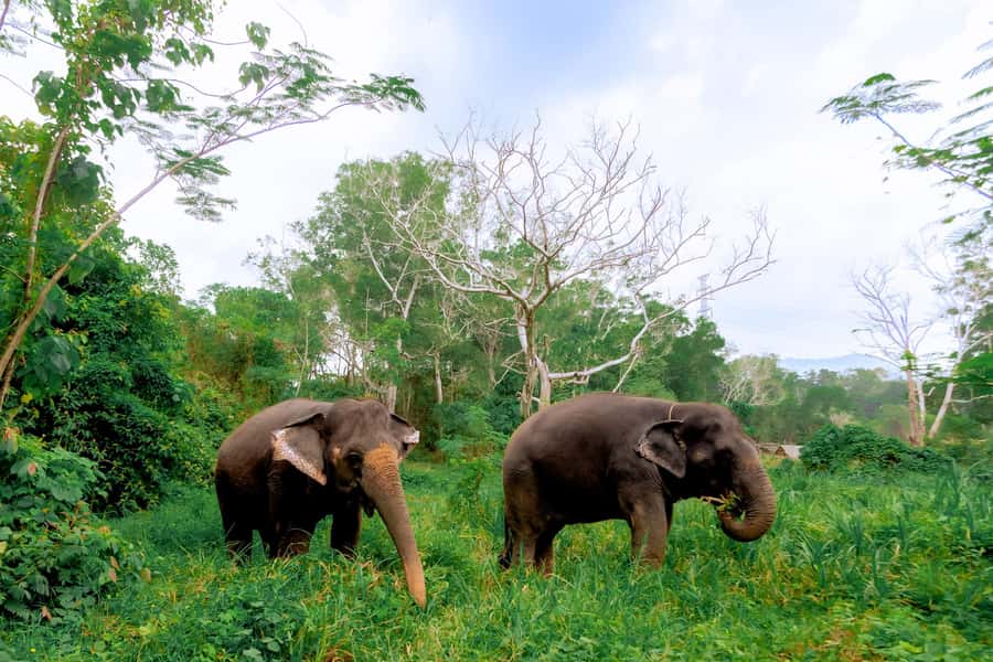 From Phuket: Ethical Elephant Interactive Trek and Tour - A small-group day with elephants near Phuket