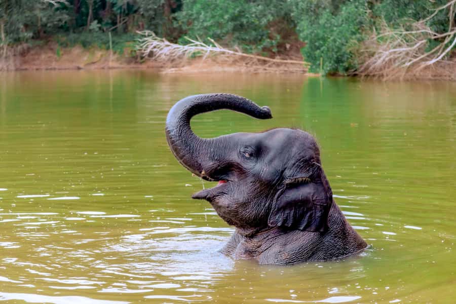 From Phuket: Ethical Elephant Interactive Trek and Tour - Arrival, snacks, and an introduction to elephant care