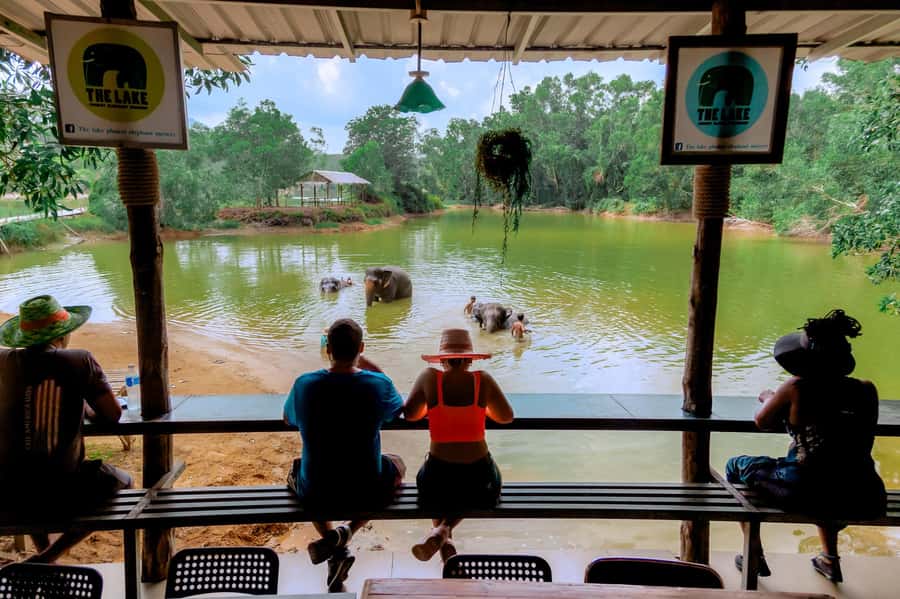 From Phuket: Ethical Elephant Interactive Trek and Tour - Walking into the jungle to meet free-roaming elephants