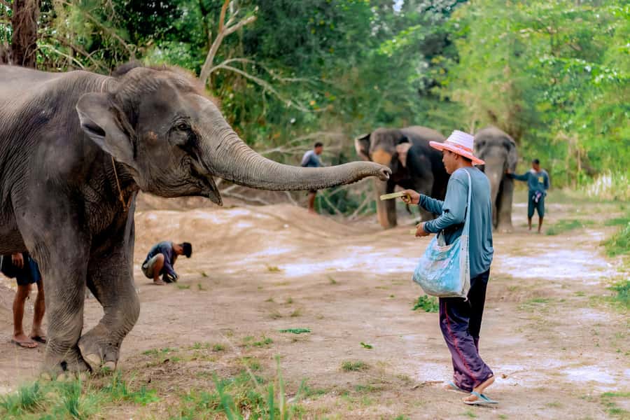 From Phuket: Ethical Elephant Interactive Trek and Tour - The early Phuket pickup and scenic drive