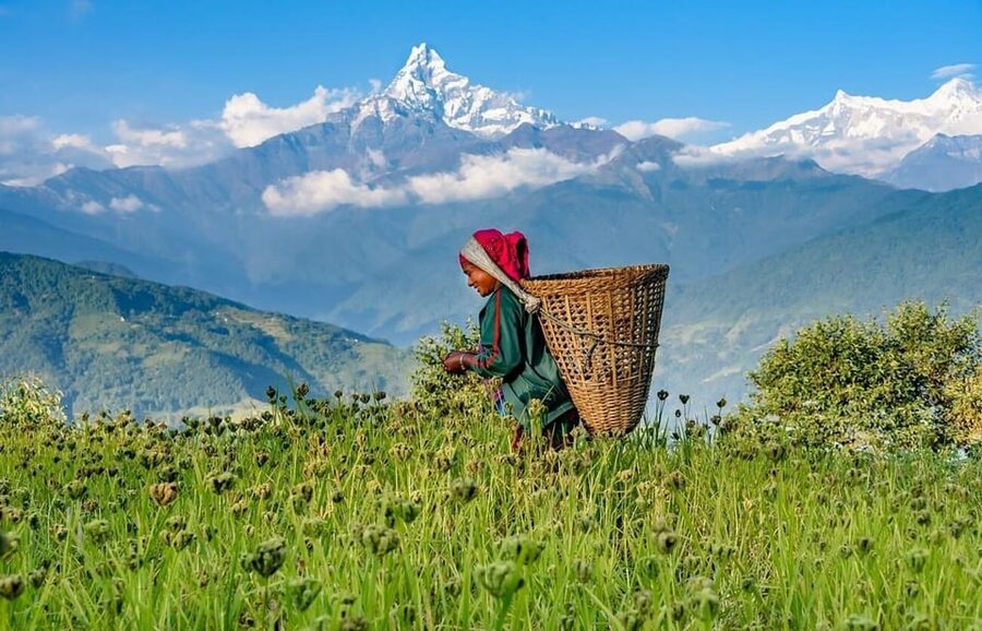 From Pokhara: 3-Day Ghorepani Poonhill Short Trek - The guide can make the hard parts easier