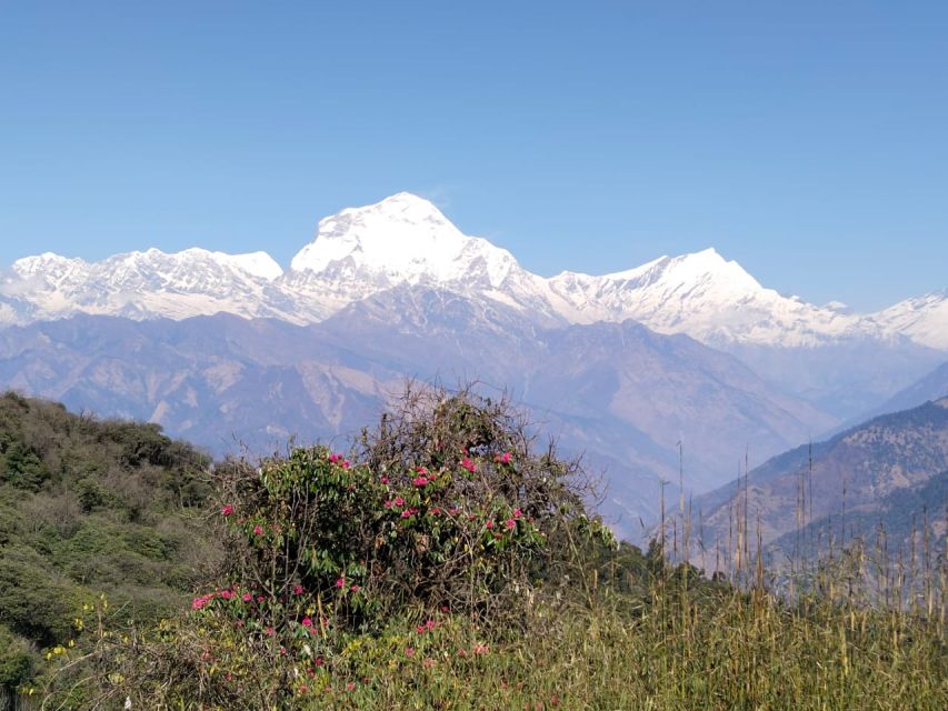 From Pokhara: 4-Day Annapurna and Poon Hill Himalayan Trek - Day 1: Driving to Ulleri and climbing toward Ghorepani