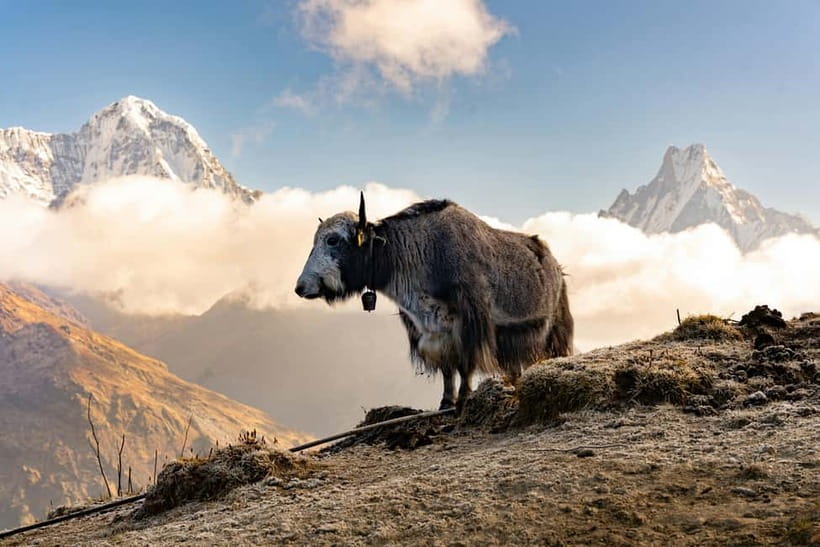 From Pokhara: 4-Day Mardi Himal Base Camp Trek - Teahouses, food, and what the price really covers