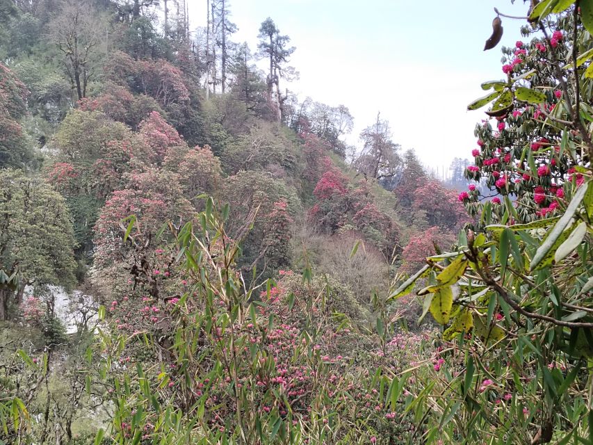 From Pokhara: Budget 2 Night 3 days Poon hill trek - Is $179 good value?