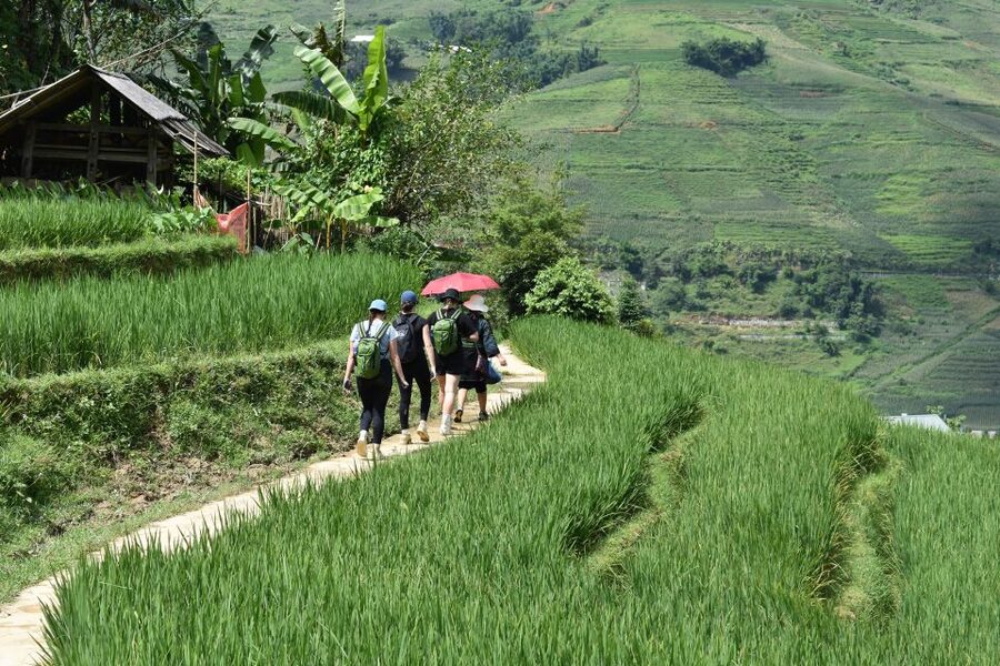 From Sapa: 1-Day Trekking through Terraces Rice Fields - Should you book this Sapa rice terrace trek?