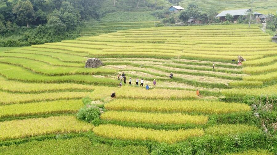 From Sapa: Terrace Fields and Local Villages Trek with Lunch - The Shuttle Back to Sapa