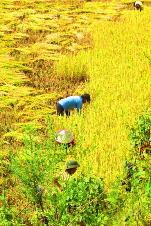 From Sapa: Waterfalls, Trekking and Tribal Villages Tour - Rice paddies, cornfields, and bamboo forest
