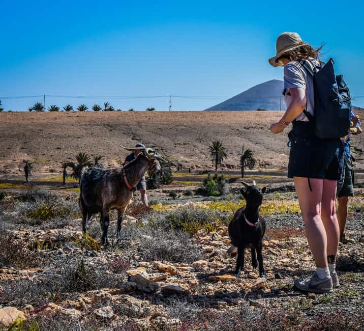Fuerteventura: Guided Trekking Tour with Island Goats - From the southern resorts to El Cardon