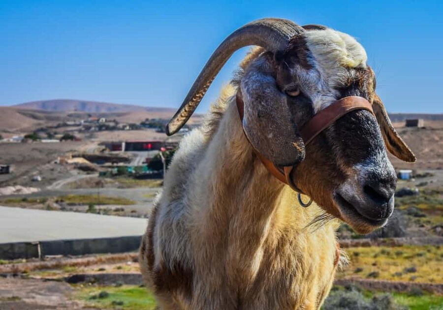 Fuerteventura: Guided Trekking Tour with Island Goats - An 8-kilometre walk across rough island terrain