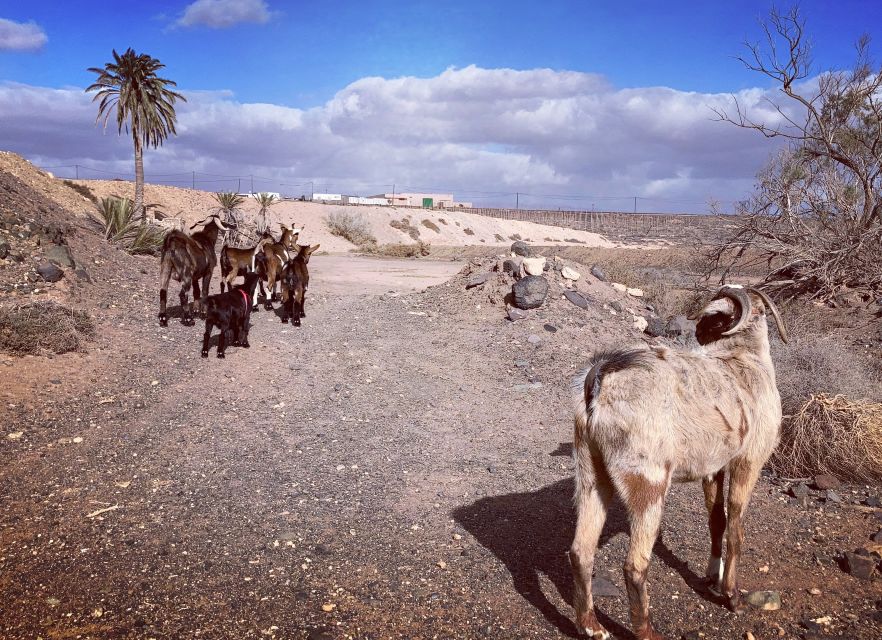 Fuerteventura: Guided Trekking Tour with Island Goats - What the goats add to the scenery