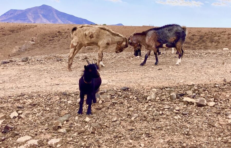 Fuerteventura: Guided Trekking Tour with Island Goats - Guides who make the outing personal
