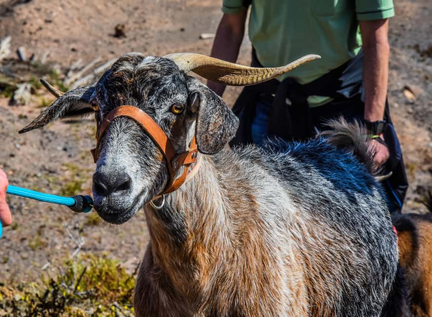 Fuerteventura: Guided Trekking Tour with Island Goats - What to wear and carry for five hours