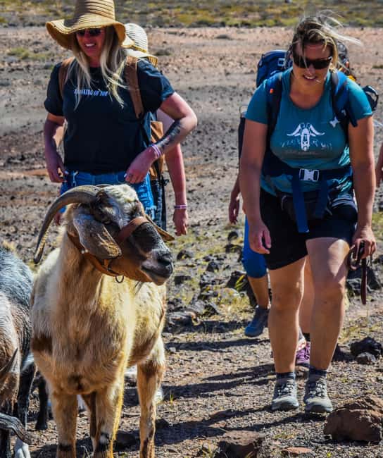 Fuerteventura: Guided Trekking Tour with Island Goats - Is $80 good value?