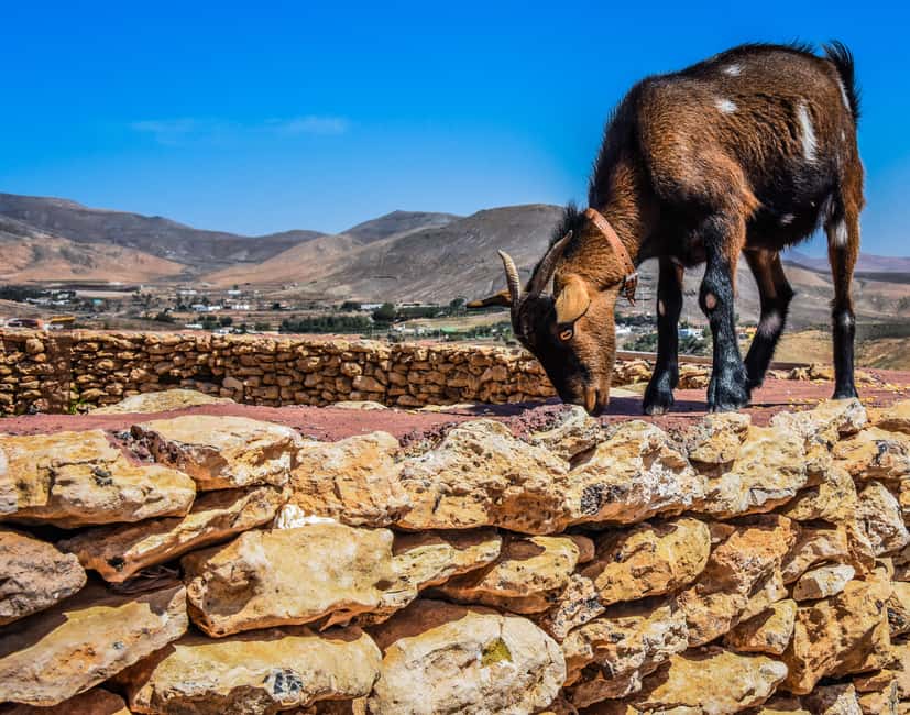 Fuerteventura: Guided Trekking Tour with Island Goats - Meeting five goats with very different personalities
