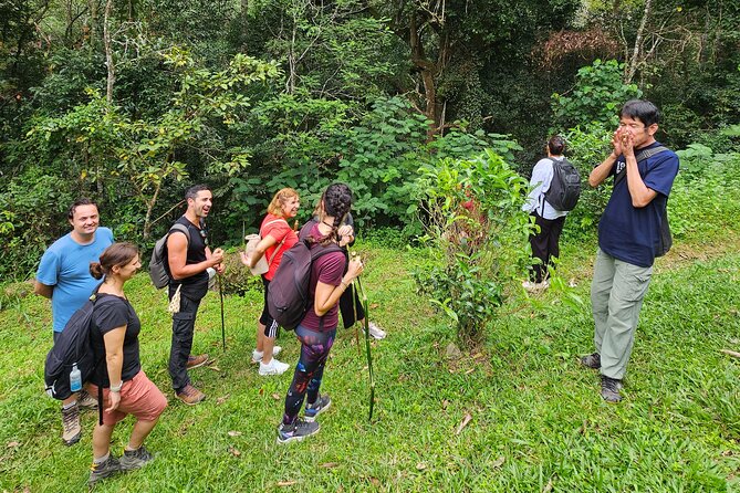 Full-Day Trekking and Sightseeing Tour in Mae Kampong - Four hours among trees, streams, and useful plants