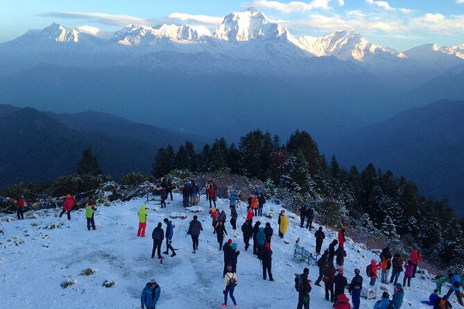 Ghorepani - Poon Hill Trek – 5 DAYS - Day 3: Ulleri’s stone steps and rhododendron forest