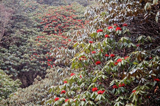 Ghorepani Poon Hill Trek - The guides are a major part of the experience