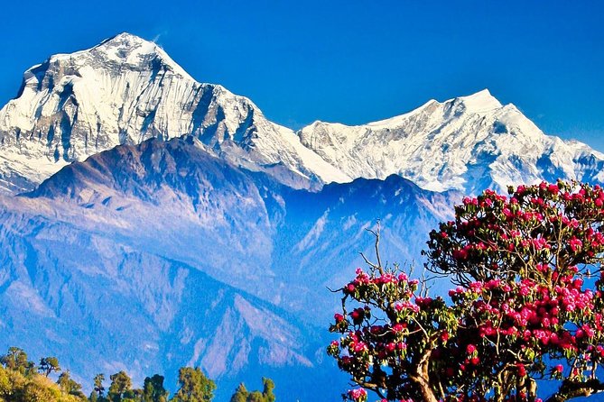 Ghorepani Poonhill Trek -8 Days - Day 5: Poon Hill sunrise and the best mountain views